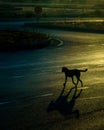 Silhouette of stray dog Ã¢â¬â¹Ã¢â¬â¹endangering traffic on highway in the early morning Royalty Free Stock Photo